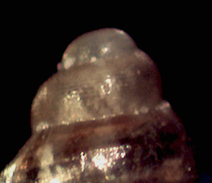 Altra Setia da identificare
